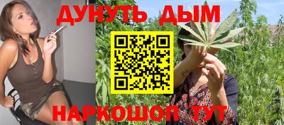 сатива Новокубанск